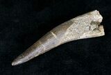 Large Fossil Plesiosaur Tooth #20155-2